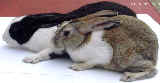Rabbit -11 days after anti-mite injection Sarcoptes