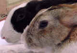 Singapore Rabbits - 11 days after anti-mite injection Sarcoptic Mange