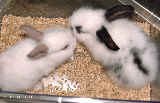 Two baby dwarf rabbits, healthy, Singapore.