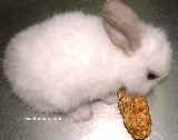 White dwarf rabbit just would not let go of this honey stick.