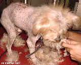 Singapore silkie terrier, 10 years old, hair loss on body 