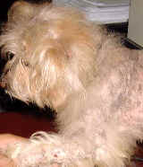 Singapore silkie terrier with blackheads on skin