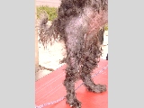 Poodle Cross with sudden right hind limb intense itch