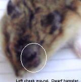 Swollen closed left eye in dwarf hamster, Singapore