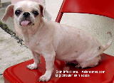 Pekinese Cross, Singapore. 6 years old.  Skin scabs.  Asiahomes.com  