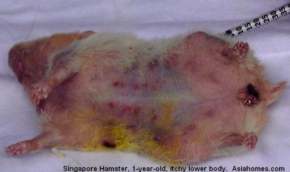 mange on hamsters