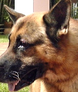 German Shepherd do get skin injury wounds which attract flies.