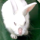 Rabbit recovered from rabbit sarcoptic mange.