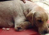 Labrador after clipping of coat. Red raised lumps generalised 