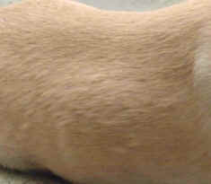 Labrador. Raised skin lumps