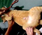 Spayed cat with 2 large breast lumps