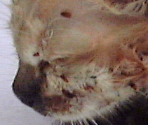 Kitten: Fleas on the head