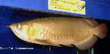 A healthy dragon fish for sale in Singapore