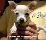 Singapore Chihuahua puppy with kennel cough