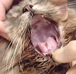 Cat: Ulcers in tongue, hard palate, upper lips