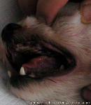 Singapore dog - decayed teeth extracted