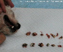 Singapore dog - decayed teeth extracted