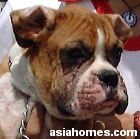 Singapore Boxer Puppy with pimples all over the body