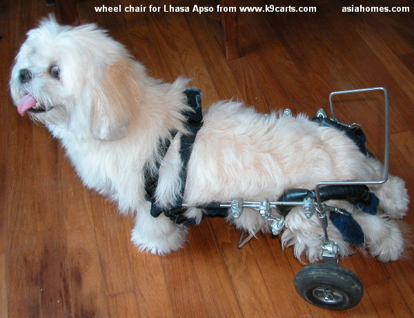 apso lhasa dog. the paralysed dog#39;s spine