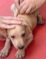 Holding down a hyperactive Sharpei puppy for vaccination