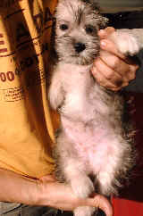Schnauzer X Shih Tzu puppy with pyoderma at 11 weeks old. 