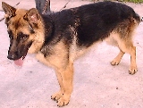 One-year-old thin German Shepherd