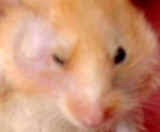 Hamster with big facial swelling