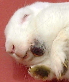 Rabbit: Black hard rocky lump on left jaw