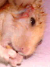 Hamster with pus drained from swelling. Recovering from anaesthesia. Toa Payoh Vets