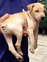 Chinese Sharpei: Big tail wound