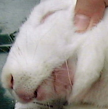 Rabbit: Jaw wound had healed fast.  