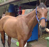 Urticaria in an 8-year old racehorse. Coat had been clipped.