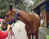 Racehorse urticaria with prominent neck hives