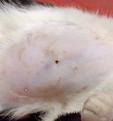 Cat with itchiness at its puncture chest wound