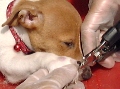 Jack Russell puppy: Nail clipping