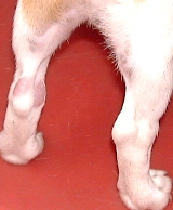 Jack Russell: Two big sores on left hind leg.