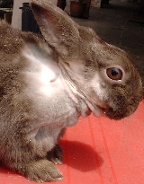 Rabbit scratches neck for weeks