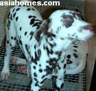 Singapore puppies for sale, export - Dalmatians