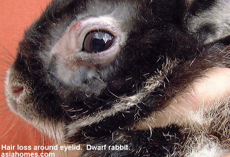 Rabbit Molting Patch