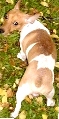 Singapore. Skin infections irritate this Jack Russell.