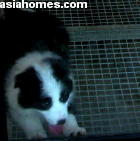 Singapore puppies for sale, export - Border Collies