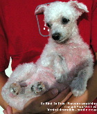 Itchy lower body and neck 6 weeks after the first injection. Ventral dermatitis. Singapore poodle cross.