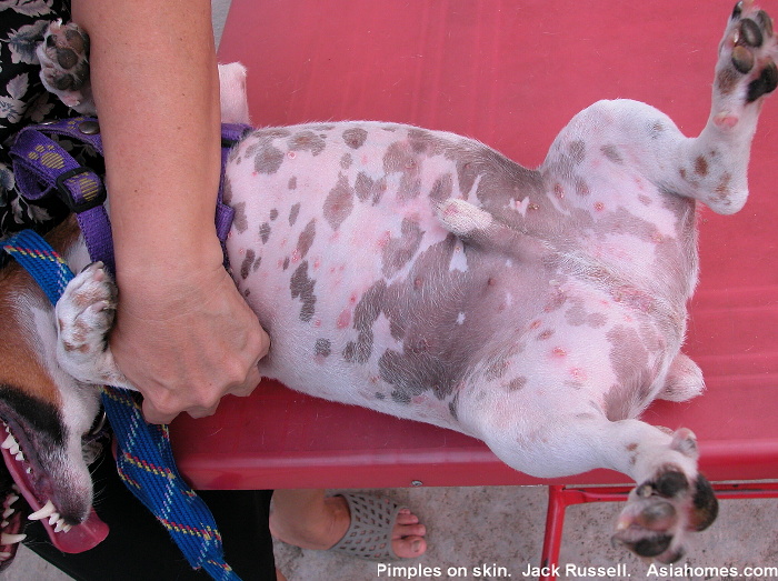 9983JackRussell_1year_old_Male_pimples_neutered.jpg