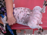 Young castrated plump Jack Russell, Singapore