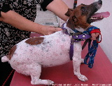 Singapore Jack Russell, generalised pustular dermatitis