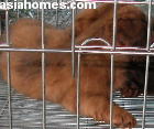 Singapore puppies for sale, export - Dachshunds