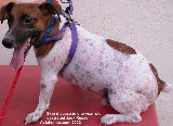 Singapore Jack Russell with pimples on body