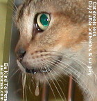 Singapore cat 4 years old - tonsillitis, salivation 