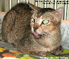 Singapore cat 4 years old - tonsillitis, salivation  