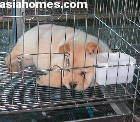 Singapore puppies for sale, export - Chow Chow